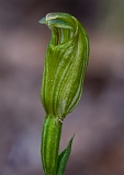 Pterostylis parviflora Tiny Greenhood(1)